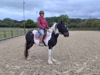 "Bow" Tri-Coloured Mare All Rounder