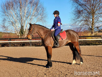 "Dora" Bay Mare All Rounder