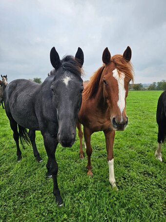 "Asha" Chestnut Mare All Rounder