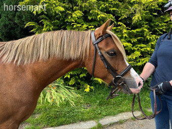 "Cai" Chestnut Gelding Mountain & Moorland Pony