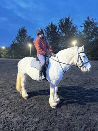 "Paddy" Dapple Grey Gelding Cob/Heavy Horse