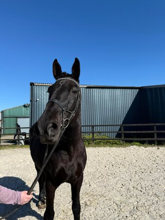"Zahia" Black Mare Cob/Heavy Horse