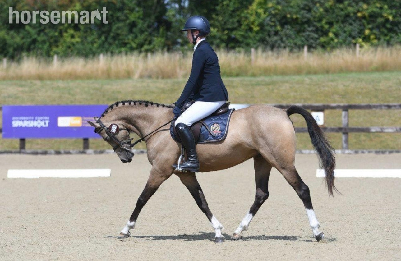 All Rounders  - "Star" Buckskin Mare All Rounder