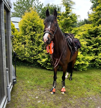 "Zara" Bay Mare Companion Horse