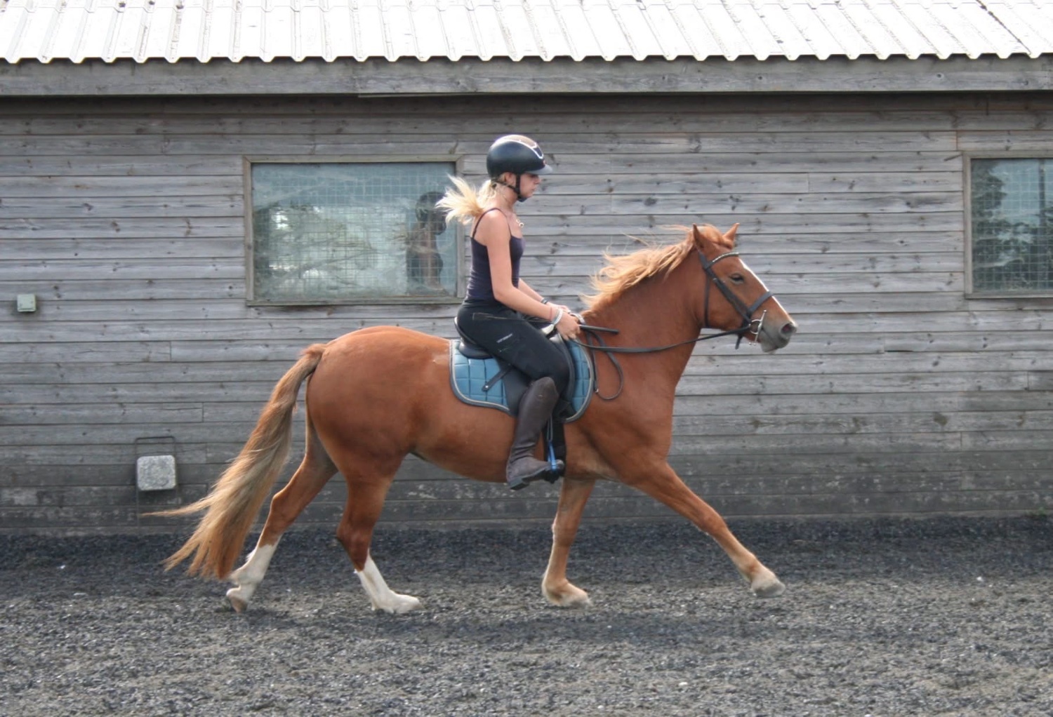 All Rounders  - "✨Eden✨" Chestnut Mare All Rounder