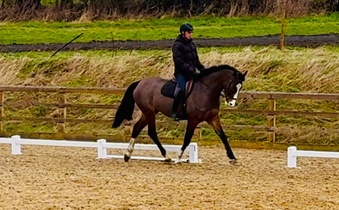 "Cosmic Girl" Bay Mare Show Jumper