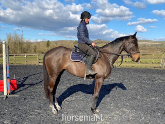 "" Bay Mare All Rounder
