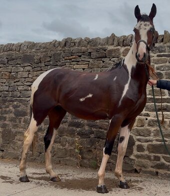 "JJays Beijing " Coloured Gelding Young Sport Horse