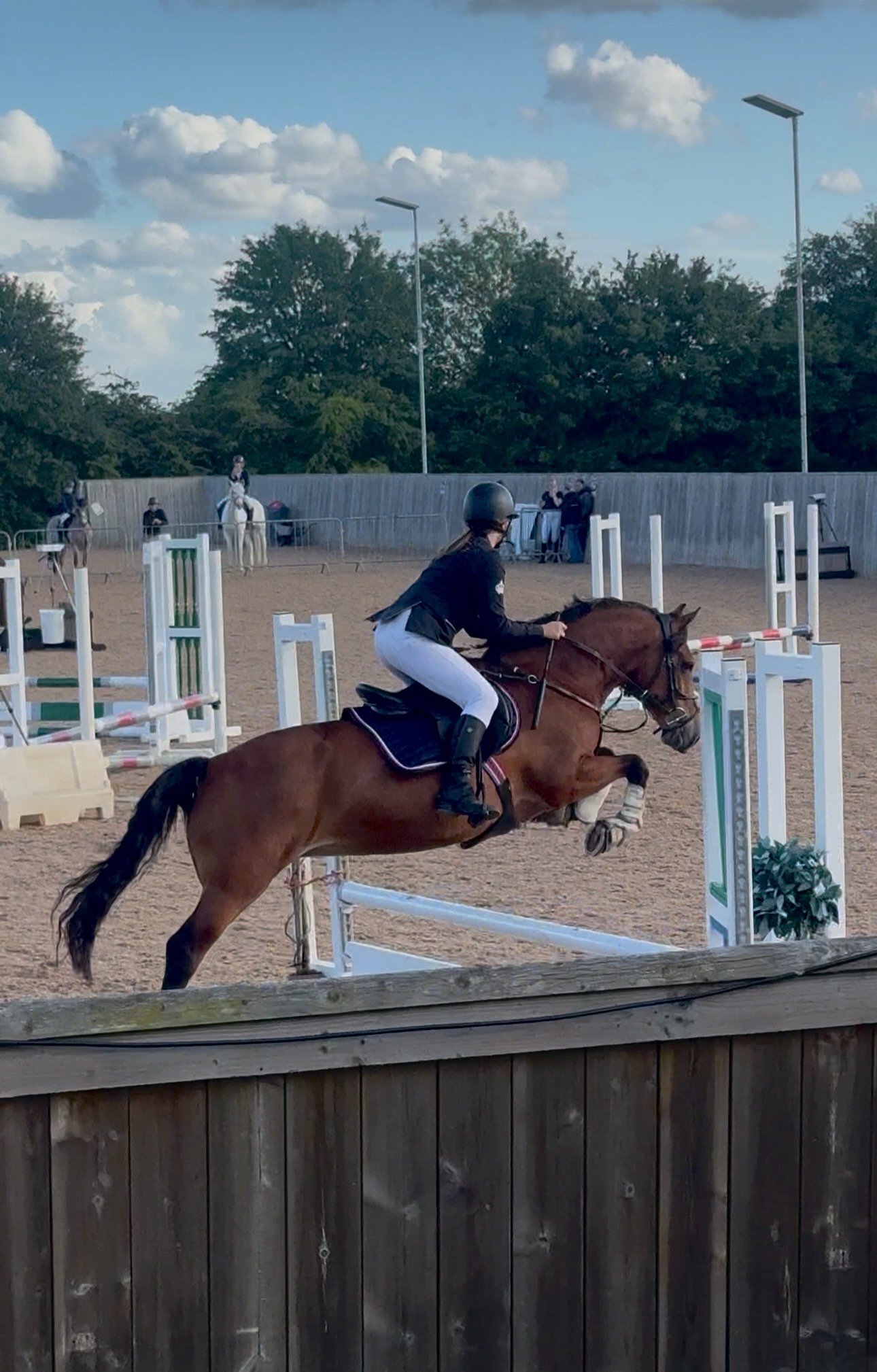  "Sage" Bay Mare All Rounder