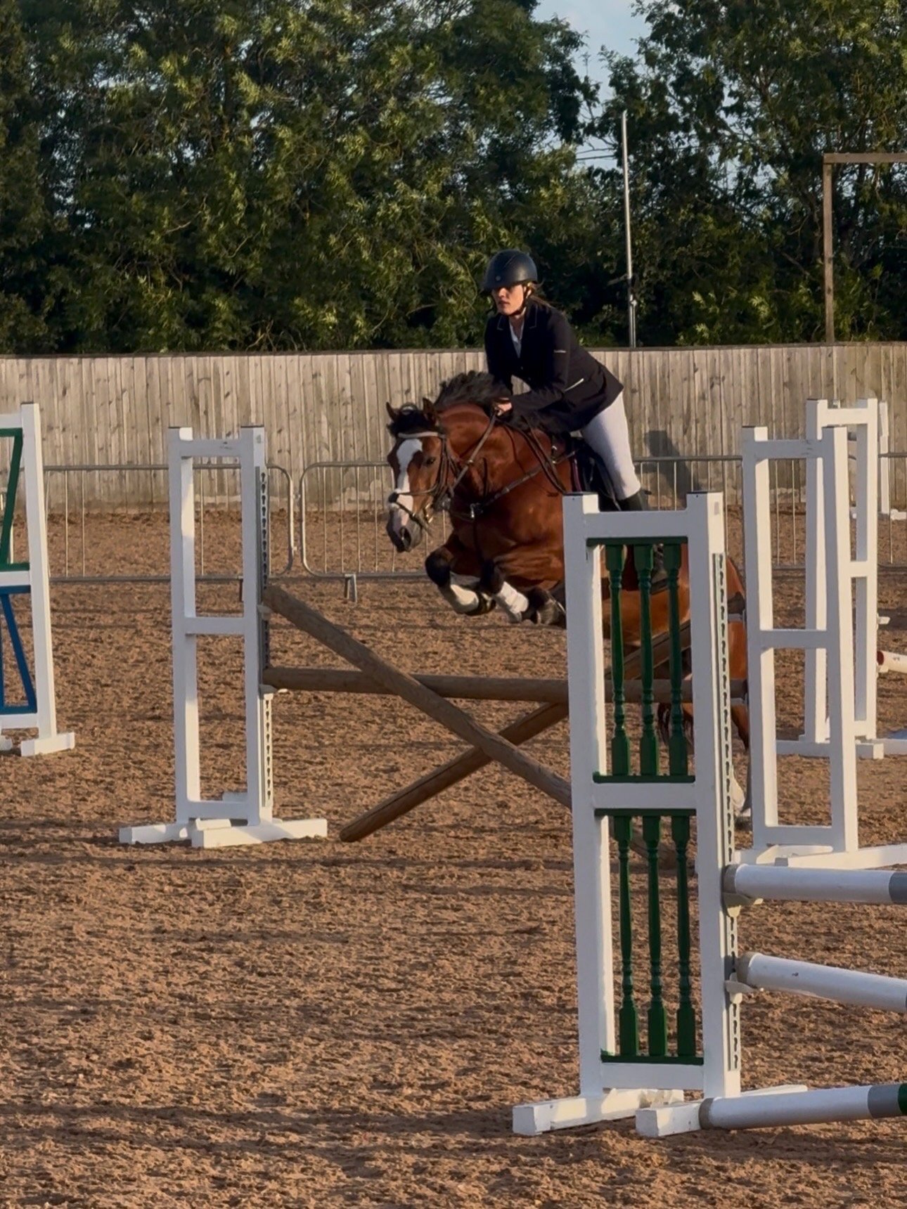 All Rounders  - "Sage" Bay Mare All Rounder