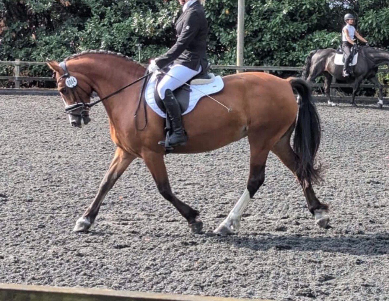 "Sage" Bay Mare All Rounder - 