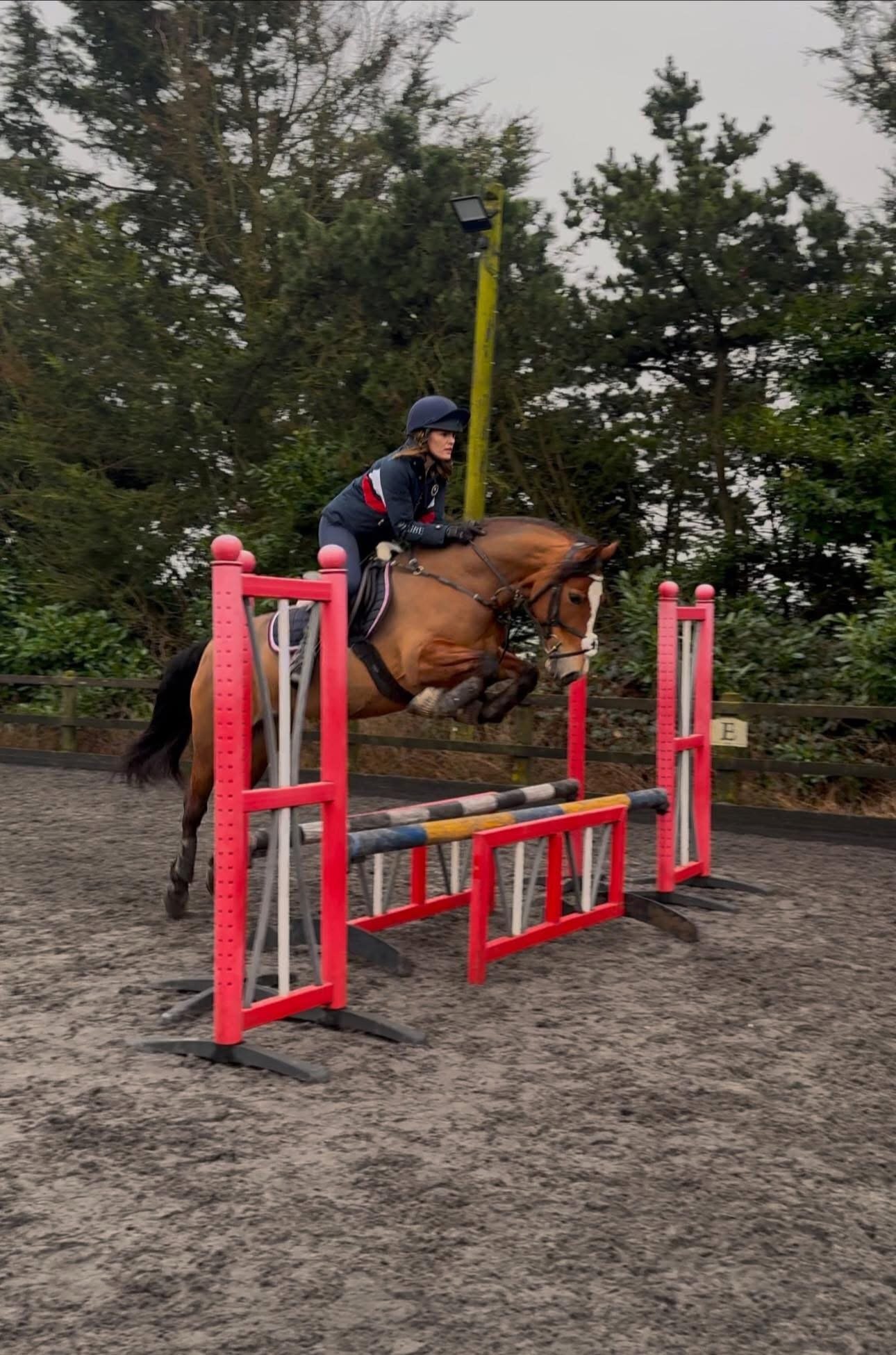 "Sage" Bay Mare All Rounder - All Rounders