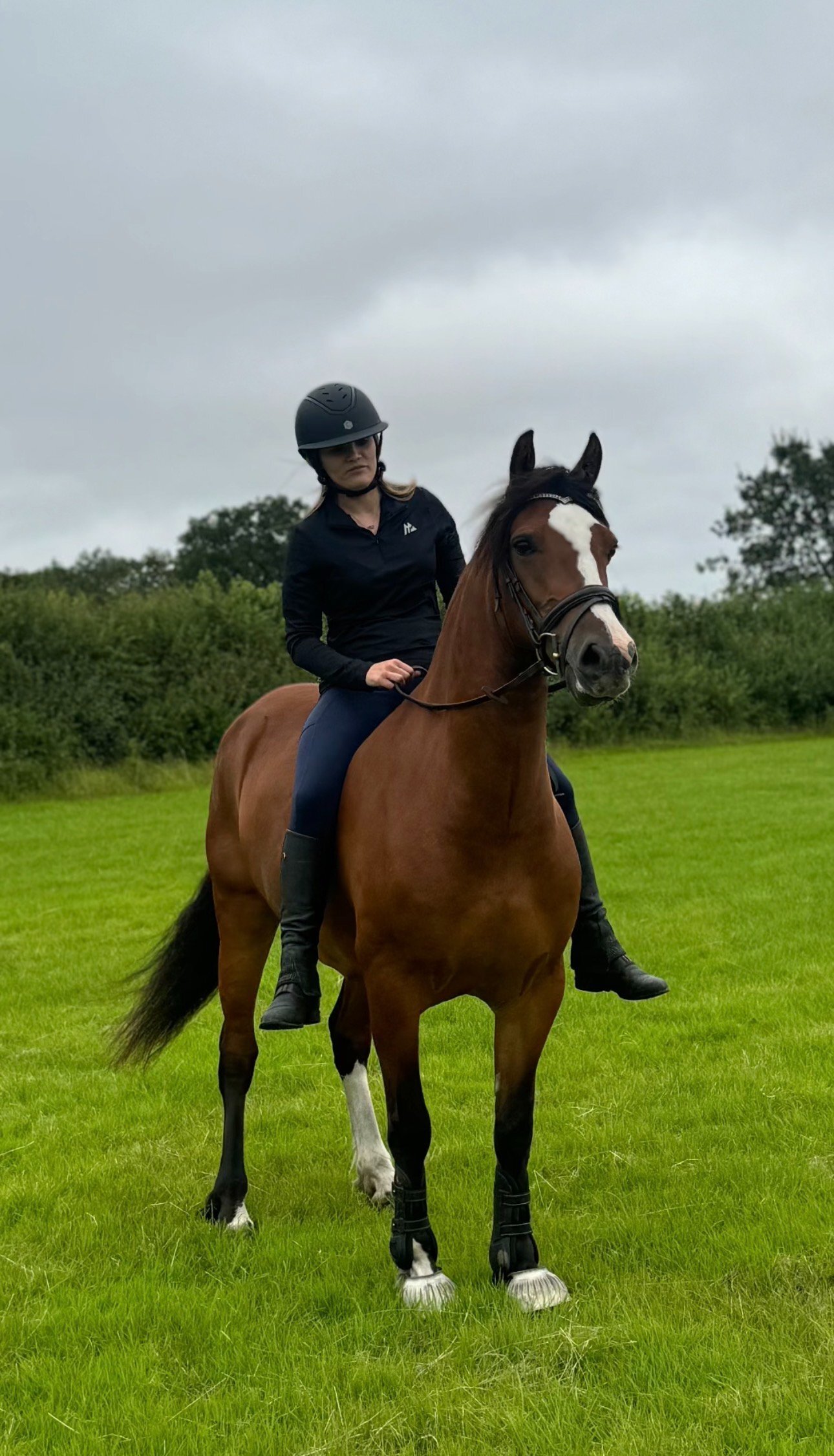 "Sage" Bay Mare All Rounder