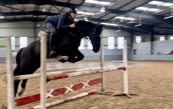"" Gelding All Rounder