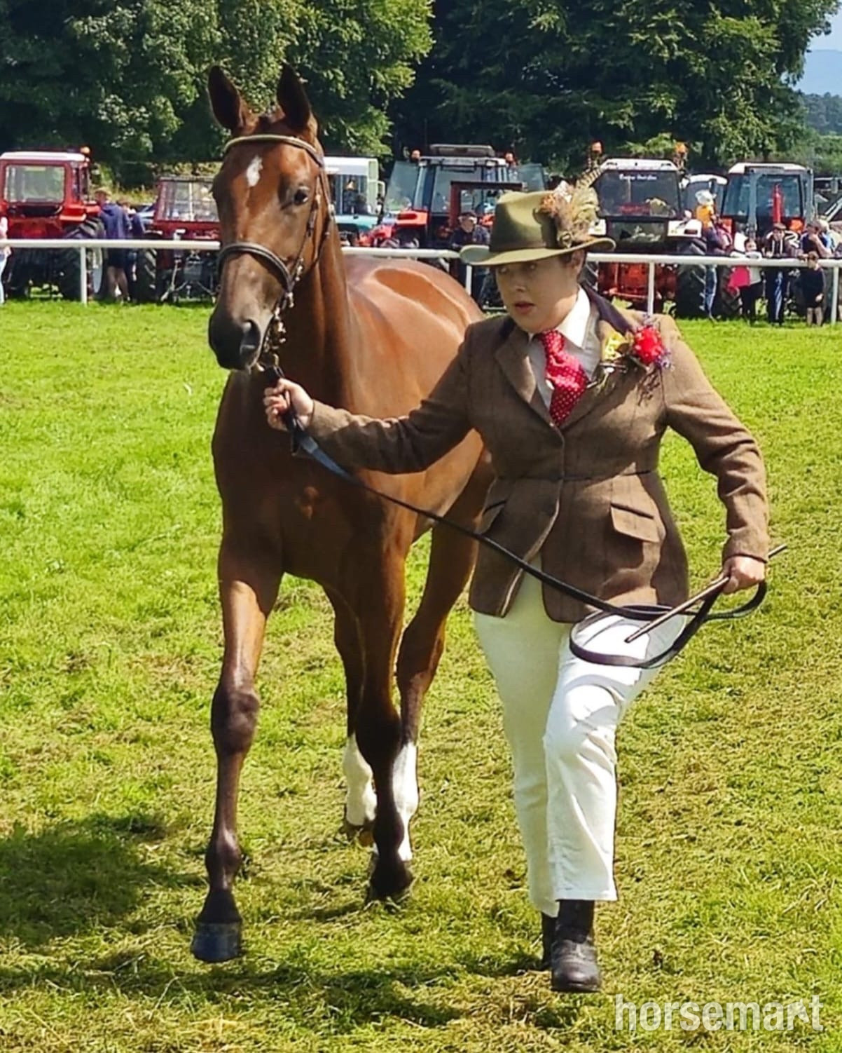 Youngstock and Foals  - "Exquisite competition prospect " Bay Filly Youngstock / Foal