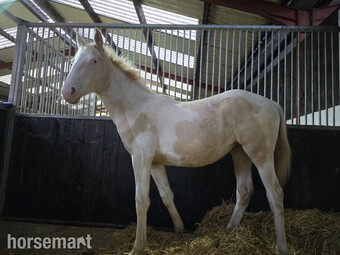 "Fizzy lemon lady " Tobiano Filly Youngstock / Foal