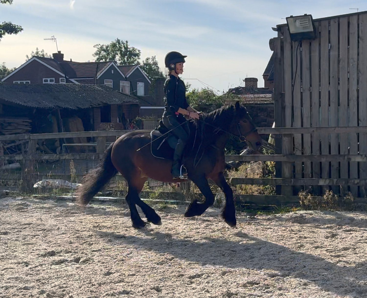 All Rounders  - "13.2hh Registered 5 year old Fell " Bay Mare All Rounder