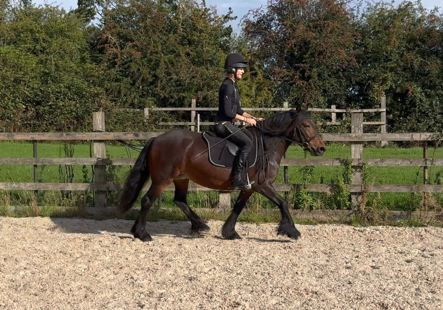 "13.2hh Registered 5 year old Fell " Bay Mare All Rounder - All Rounders 