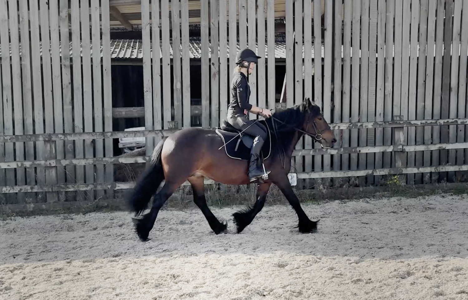 "13.2hh Registered 5 year old Fell " Bay Mare All Rounder - 