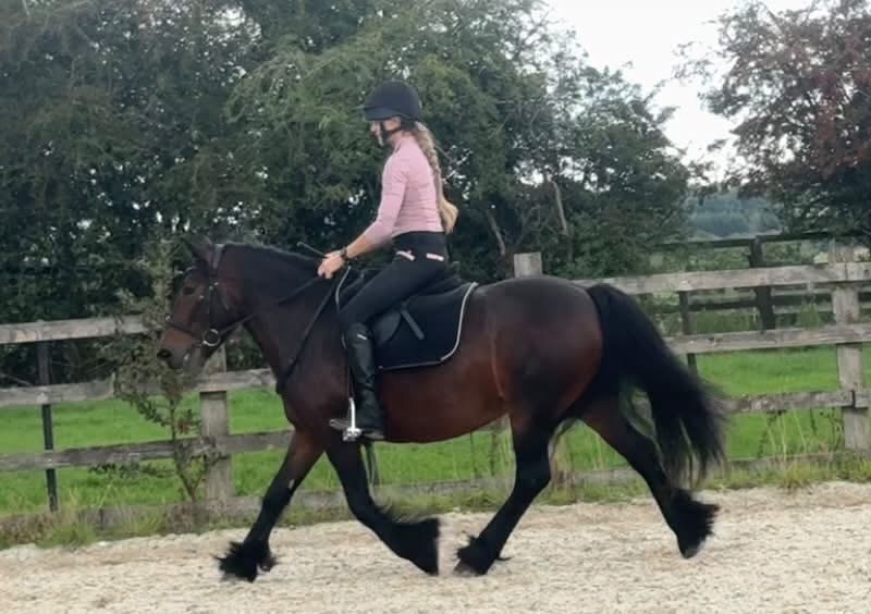 "13.2hh Registered 5 year old Fell " Bay Mare All Rounder - All Rounders