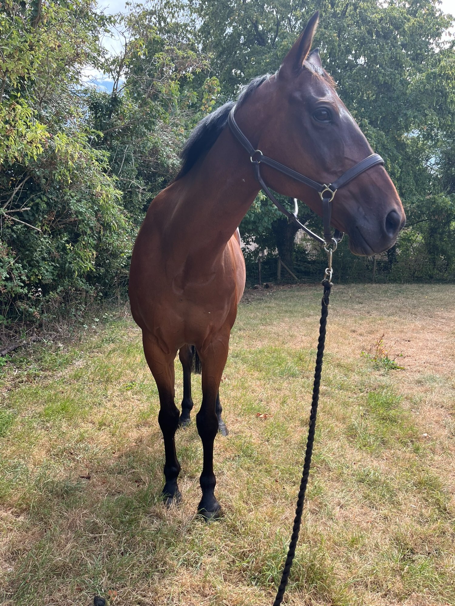 All Rounders  - "William" Bay Gelding All Rounder