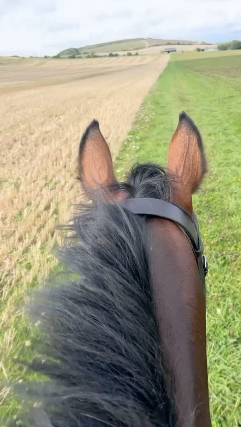 "William" Bay Gelding All Rounder - All Rounders 