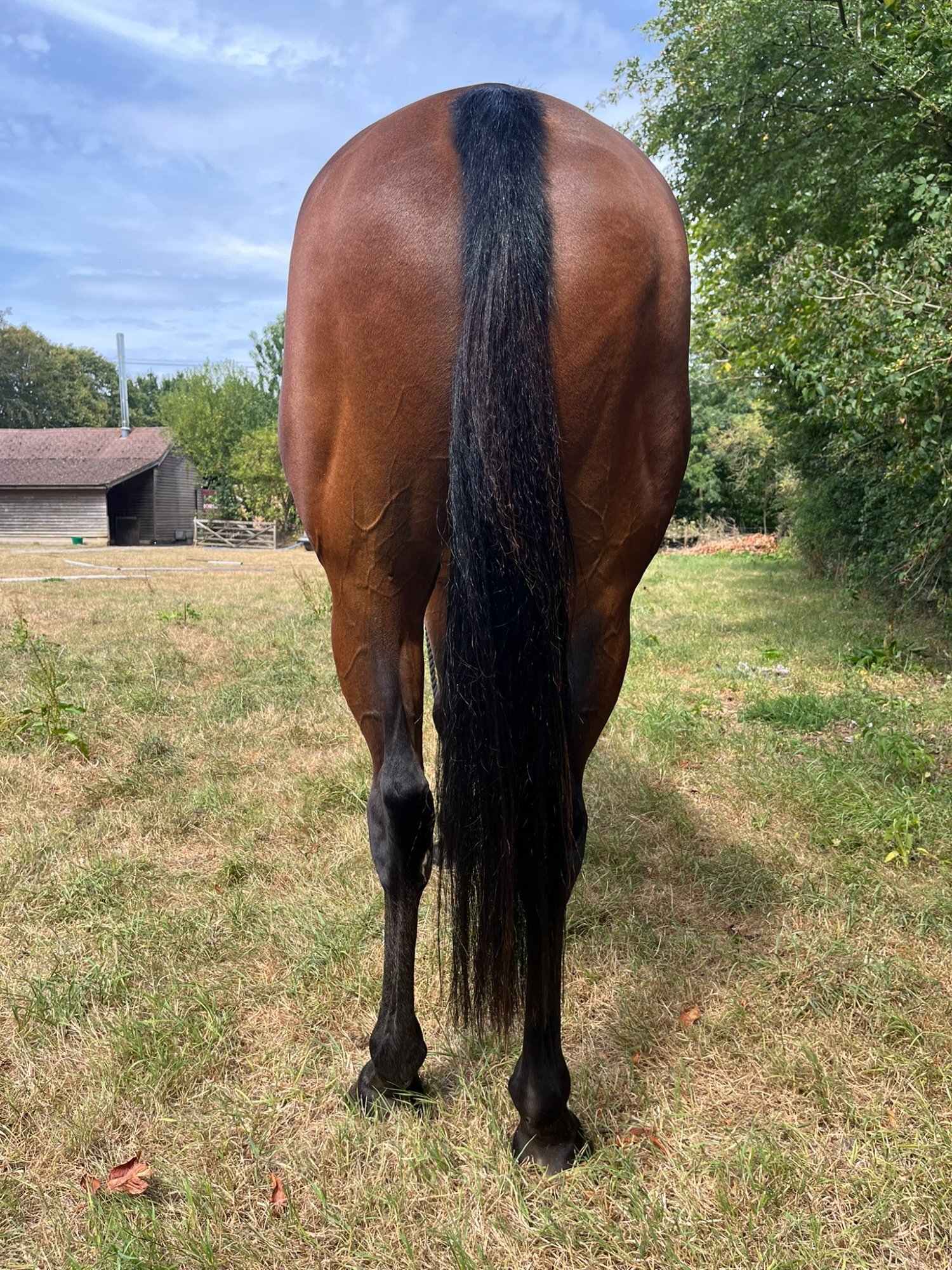 "William" Bay Gelding All Rounder - 