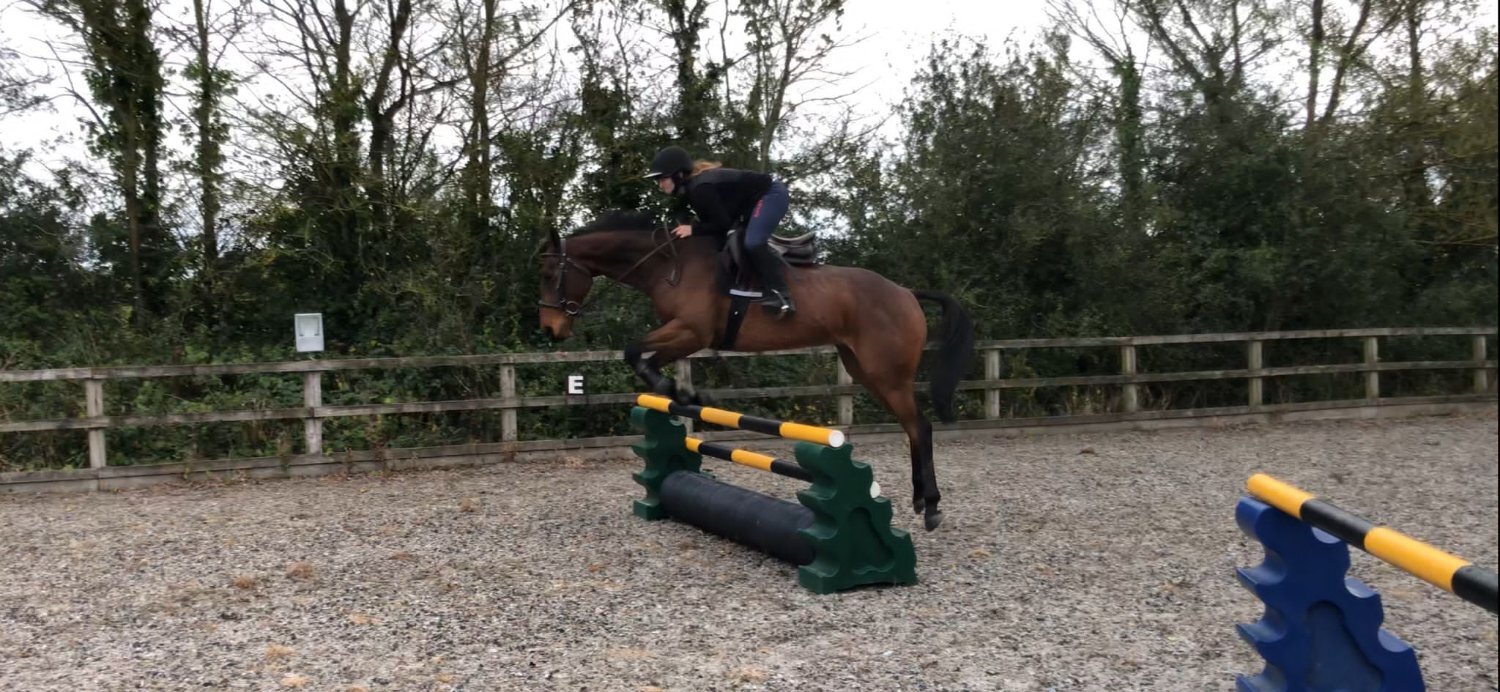  "William" Bay Gelding All Rounder