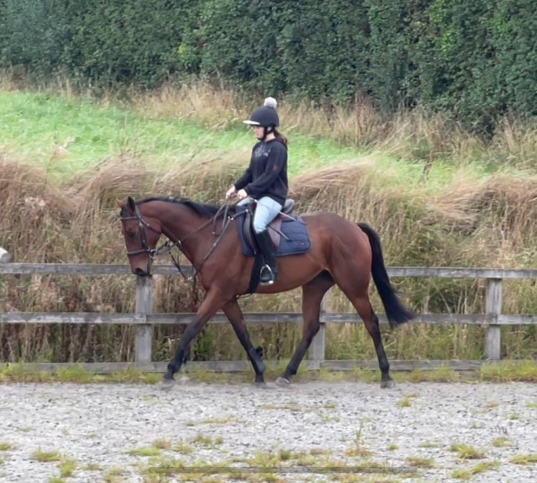"William" Bay Gelding All Rounder - All Rounders in 