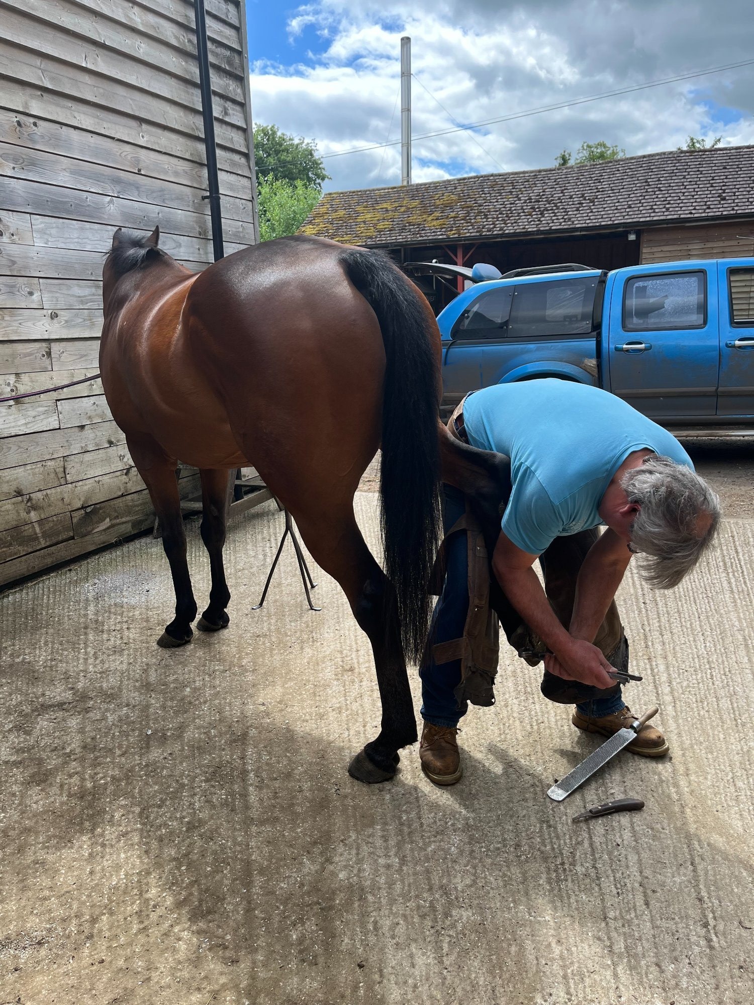"William" Bay Gelding All Rounder - All Rounders