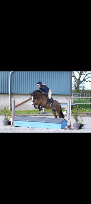"Bobby" Bay Gelding Showing Horse