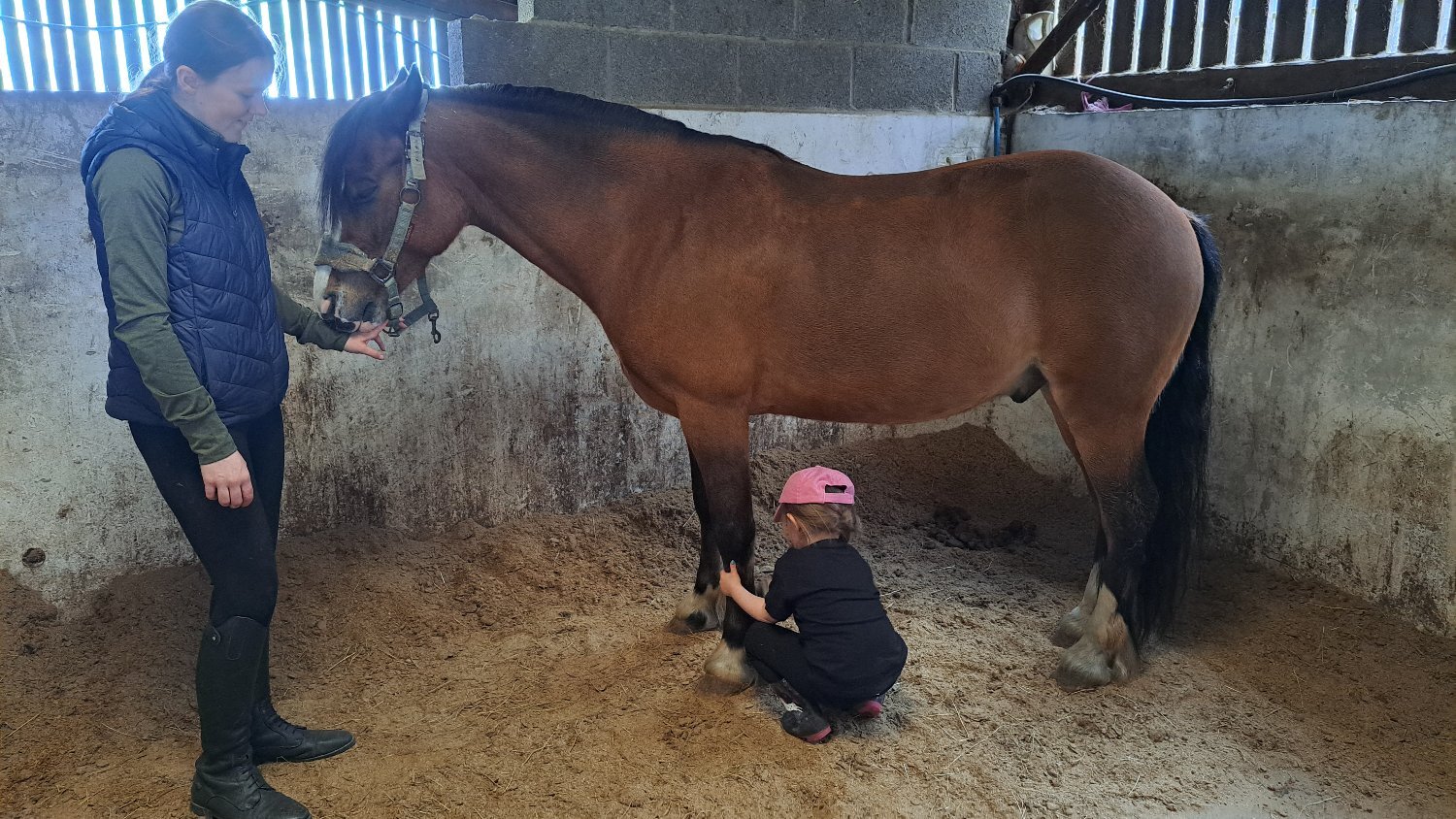 Showing Horses  - "Bobby" Bay Gelding Showing Horse