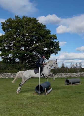 "Paddy" Grey Gelding All Rounder