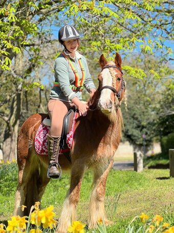 "Samson" Chestnut Gelding Cob/Heavy Horse