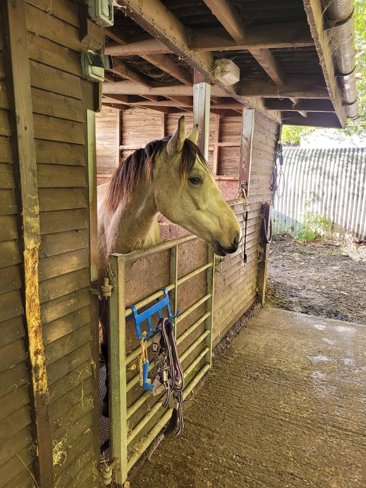 Pony Club Ponies  - "Willow" Dun Mare Pony Club Pony