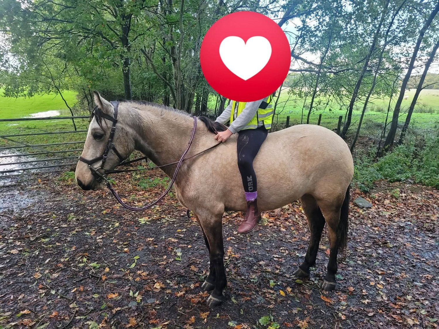 "Willow" Dun Mare Pony Club Pony - Pony Club Ponies 