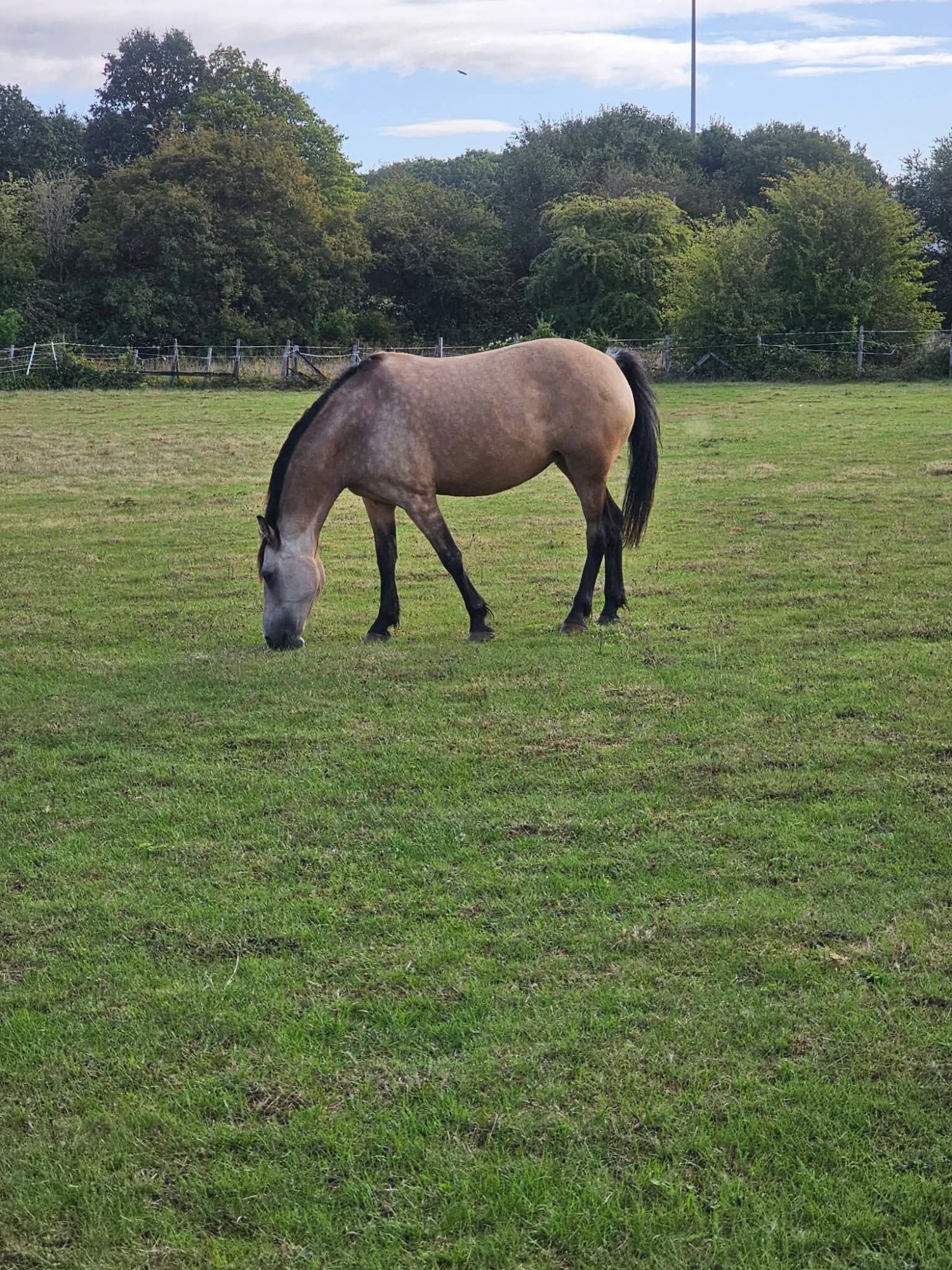 "Willow" Dun Mare Pony Club Pony - 