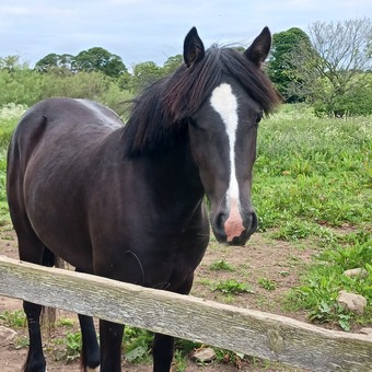 "Little Miss " Black Mare Youngstock / Foal