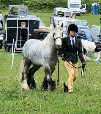 "Benjamin Button" Dapple Grey Gelding All Rounder