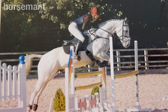 "" Grey Gelding All Rounder