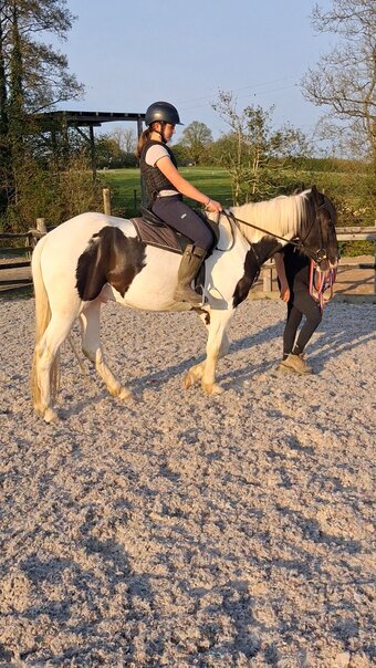 "Henry" Piebald Gelding All Rounder