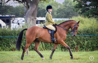 "Ted" Bay Gelding Riding Club Horse