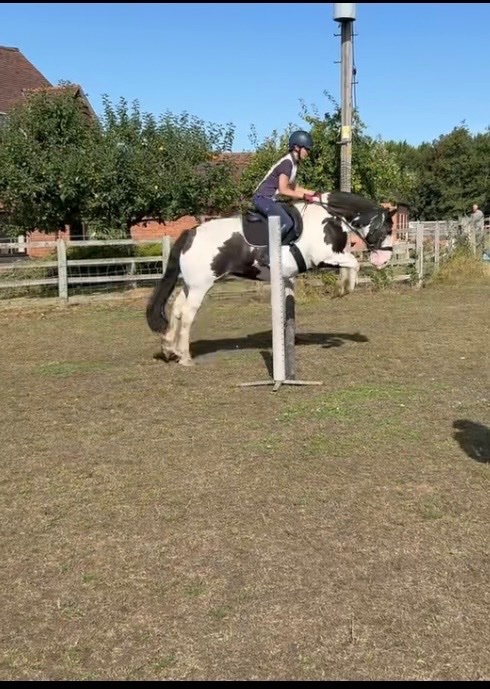 Cobs & Heavy Horses  - "Dolly Mixture" Piebald Mare Cob/Heavy Horse