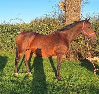 "Miss Dashwood " Bay Mare Broodmare