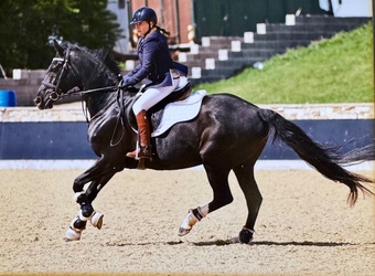 "Darcie " Black Mare All Rounder