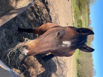 "" Bay Gelding All Rounder