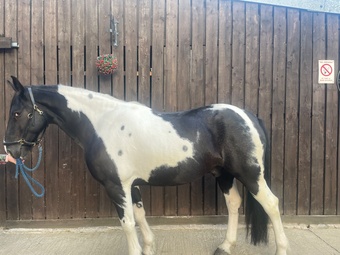 "Barney " Piebald Gelding All Rounder