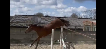 "Opanda" Bay Filly All Rounder