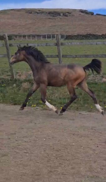 "Lliwceffyl Malgwyn " Dun Colt Dressage Horse