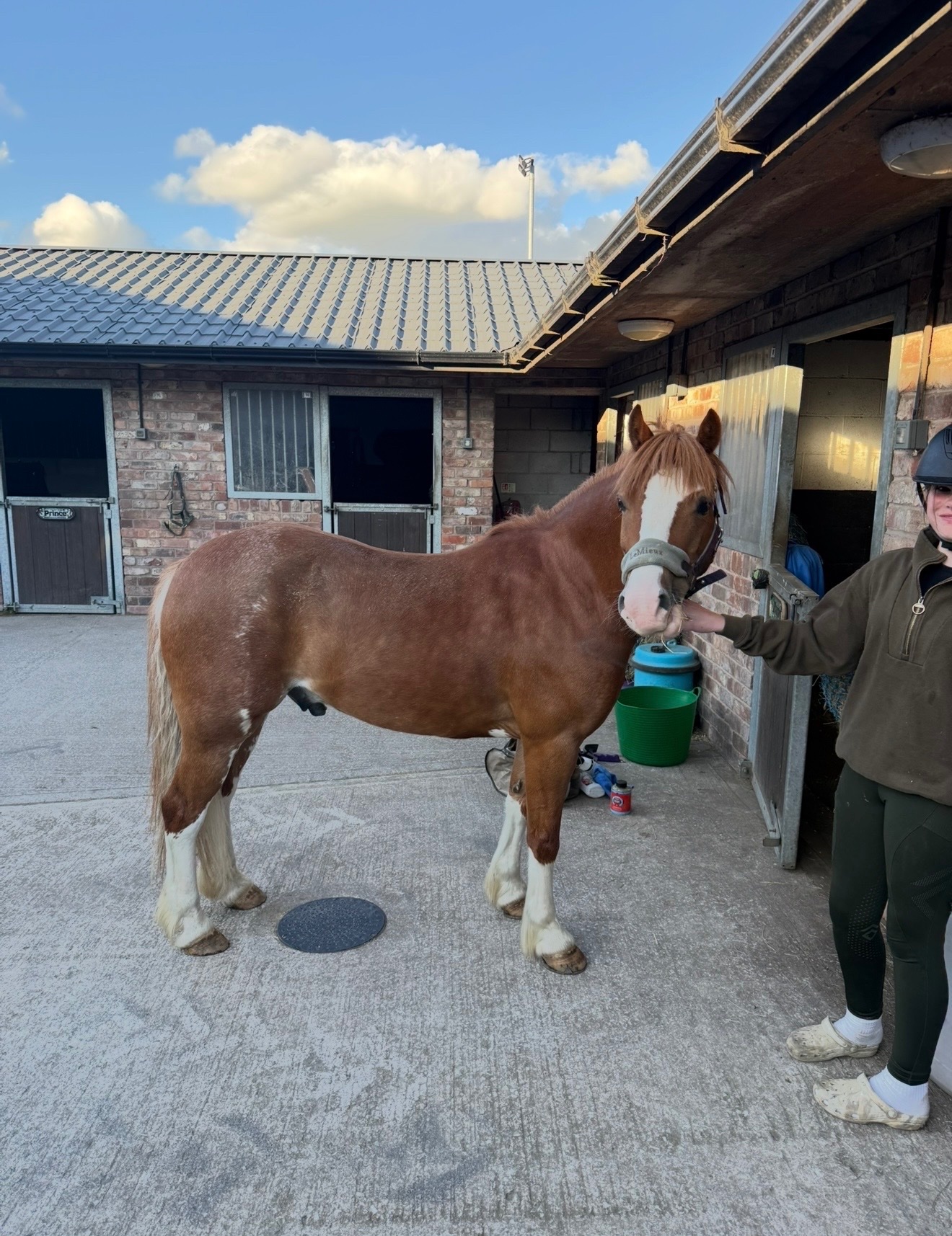 "PRINCE HARRY" Chestnut Gelding All Rounder - All Rounders in 